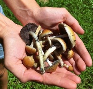 Mushroom Hands 1 300x285
