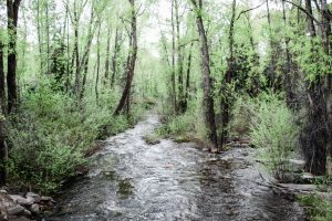 SANCTUM Nature 3 300x200